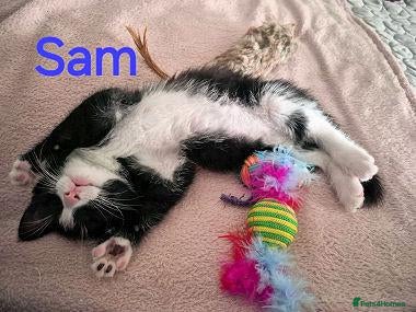 Mixed Breed cats SAM, DEAN,CASTIEL, ROWENA, CHARLIE, NOVA - Advert 1