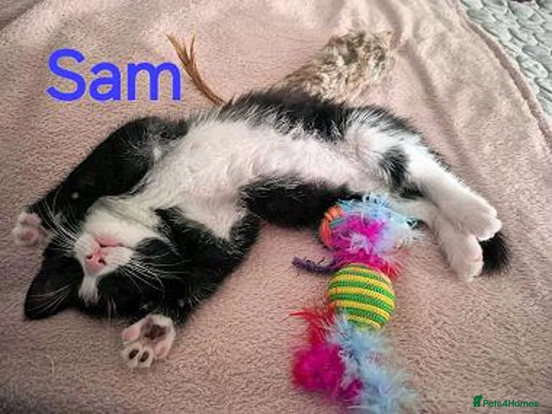 Mixed Breed cats for adoption: SAM, DEAN,CASTIEL, ROWENA, CHARLIE, NOVA - Advert 1