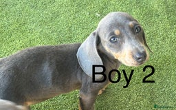 Miniature Dachshund dogs for sale: 2 Isabella miniature dachshund READY TO LEVE NOW  - Image 6