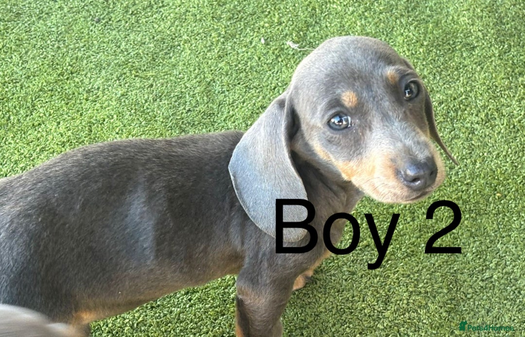 Miniature Dachshund dogs for sale: 2 Isabella miniature dachshund READY TO LEVE NOW  - Image 6
