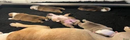 English Bulldog dogs for sale: 🏴󠁧󠁢󠁥󠁮󠁧󠁿 Best of British KC English Bulldogs in Ashington - Advert 28