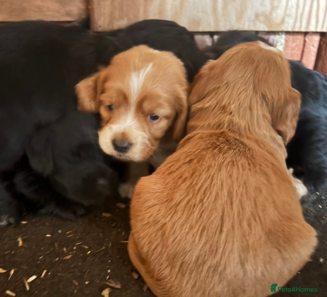 Cockapoo dogs for sale: Cockapoo puppies - Image 4