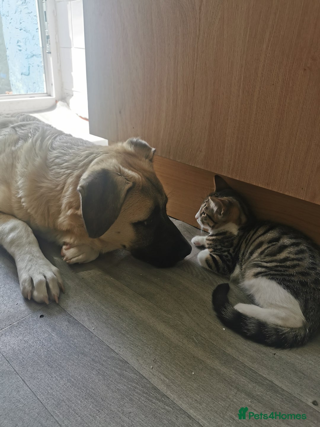 Mixed Breed cats for sale: For sale - Image 4