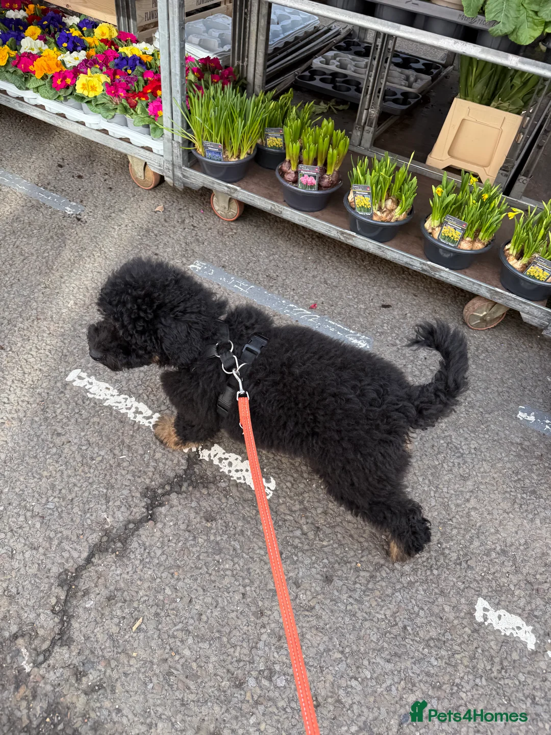 Bernedoodle dogs for sale: Mini Health Tested Bernedoodle - Advert 9