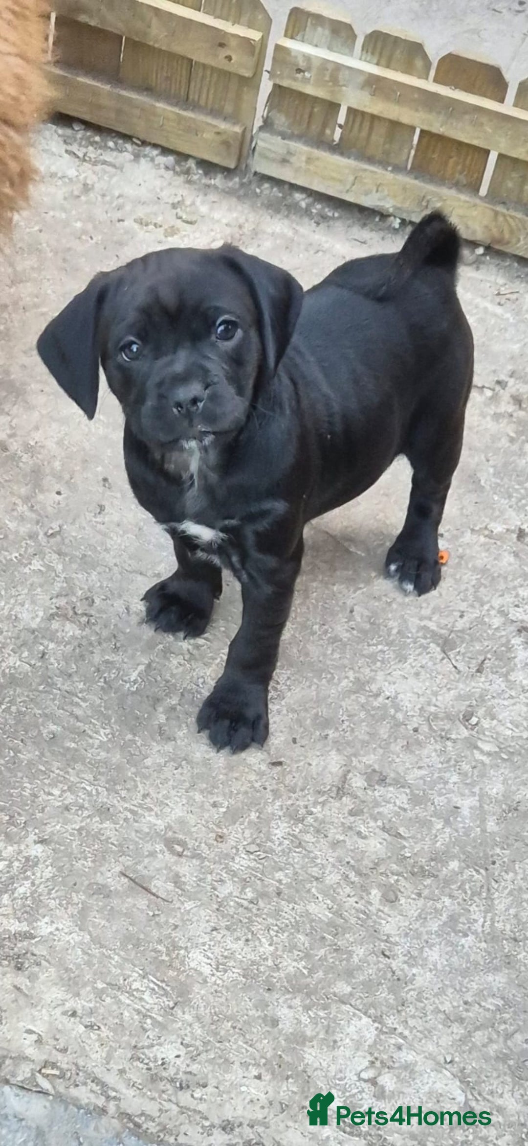 Mixed Breed dogs for sale: Adorable pug puppies  - Image 7