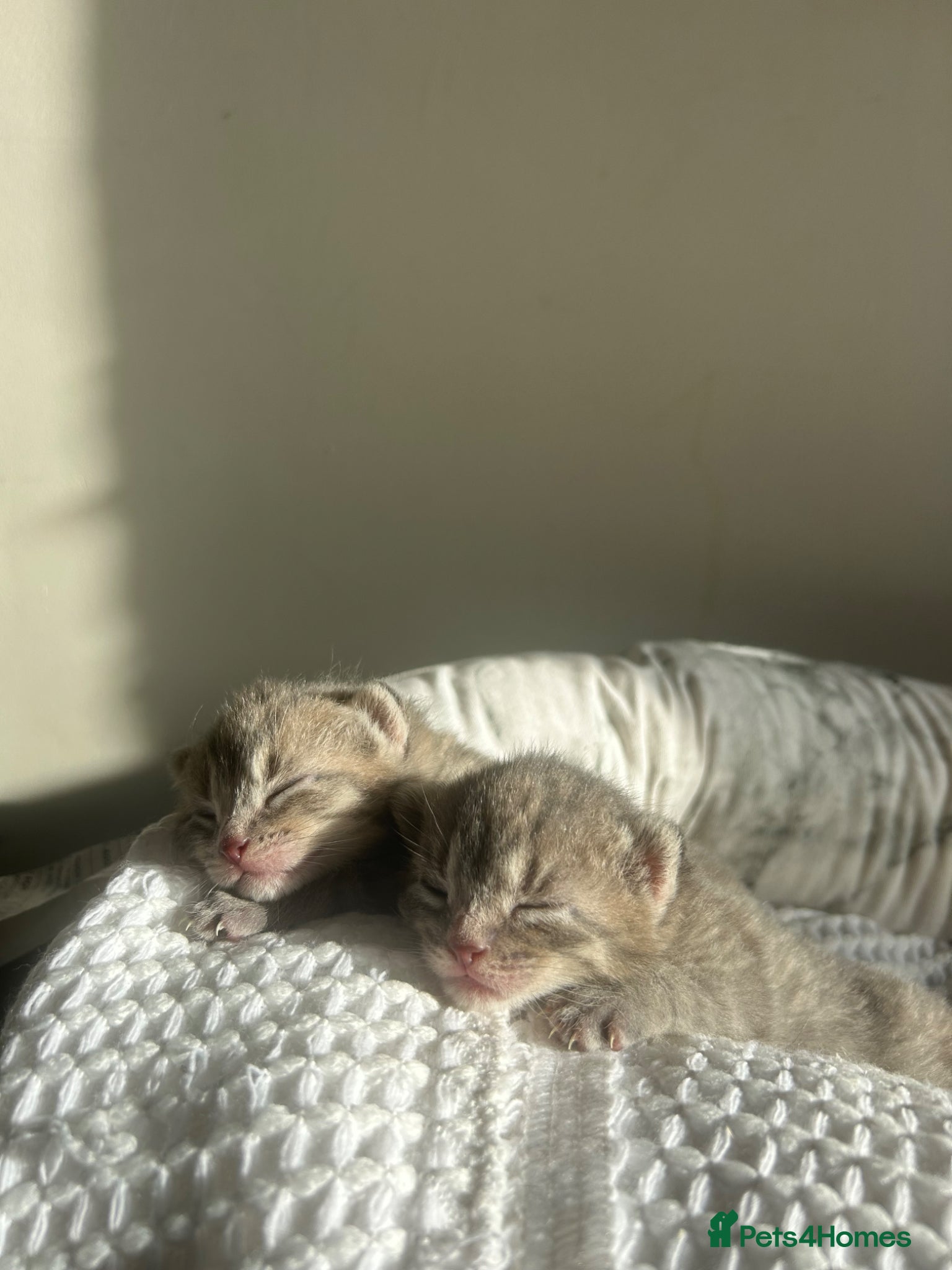 Mixed Breed cats for sale: 4 bengal X kittens in Brixham - Advert 13