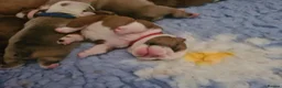 English Bulldog dogs for sale: Health Tested English Bulldog Litter in Banbury - Advert 9