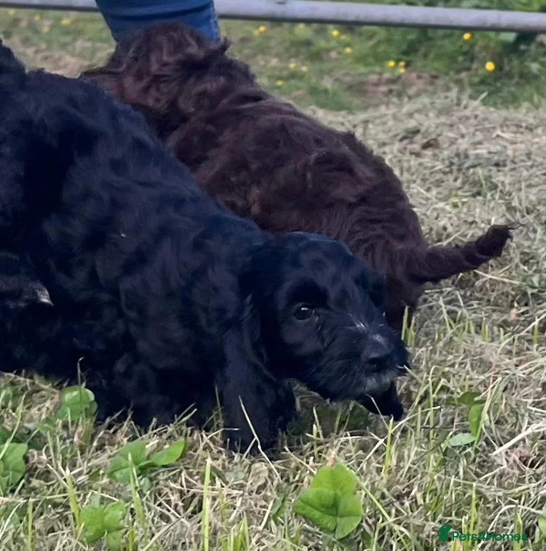 Cockapoo dogs for sale: Three Cockapoo boys  - Advert 1