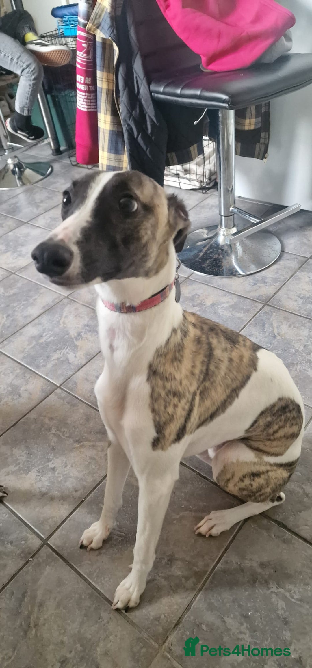 Whippet dogs for sale: Heartbreaking sale - 2 handsome whippet brothers - Image 2
