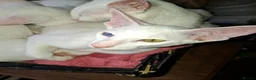Oriental cats for sale: Adorable oriental kittens for sale - Advert 9