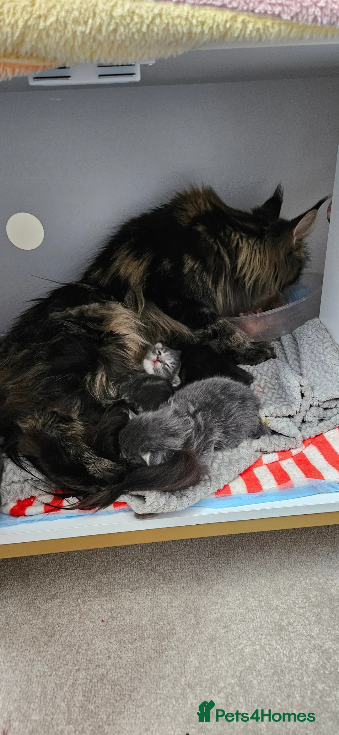 Maine Coon cats for sale: Giant Maine Coon  in Dunstable - Advert 1