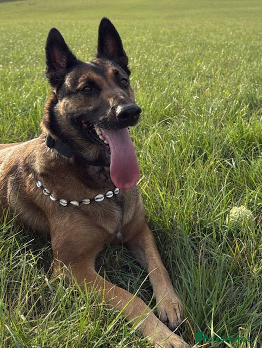 German Shepherd dogs for adoption: Adopt beautiful Skye! - Advert 4