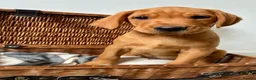 Labrador Retriever dogs for sale: Male Fox Red Puppies  - Advert 9