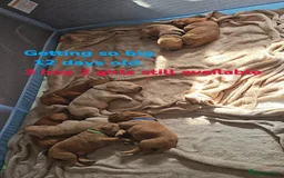 Labradoodle dogs for sale: Labradoodle F1 - Image 2