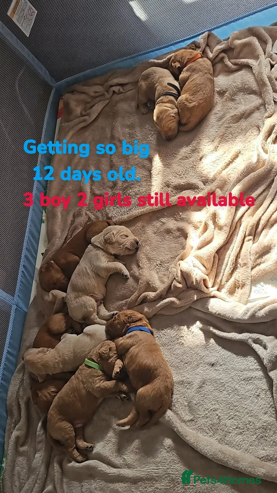 Labradoodle dogs for sale: Labradoodle F1 - Image 2