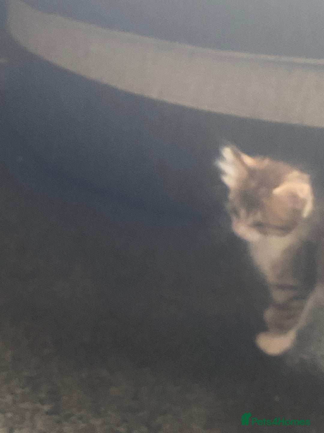 Mixed Breed cats for sale: 4 beautiful male kitten  - Image 12