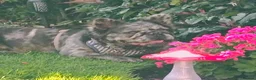 French Bulldog dogs for sale: Fluffy frenchie merle male in Arbroath - Advert 2