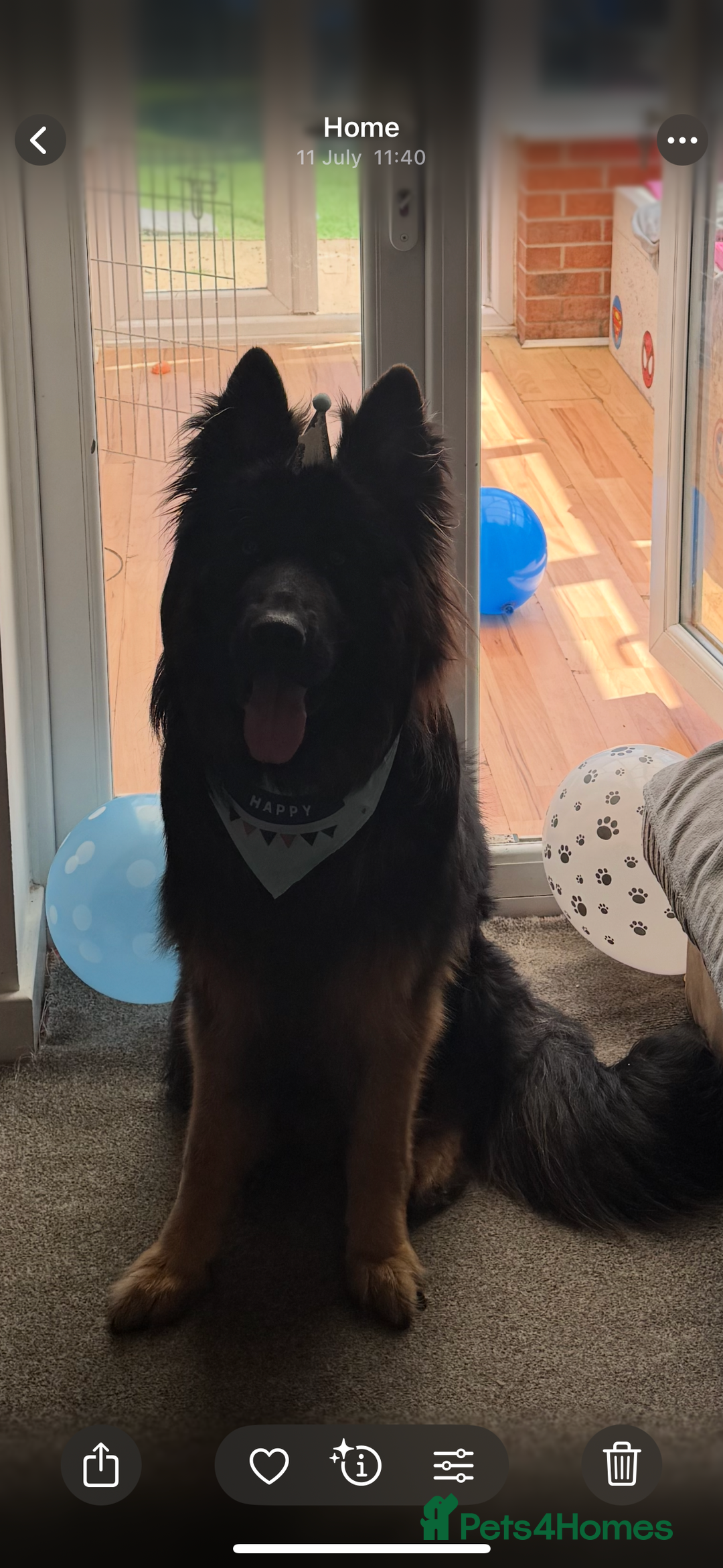 German Shepherd dogs for sale: Perfect 1 year old German Shephard - Long Haired - Image 3