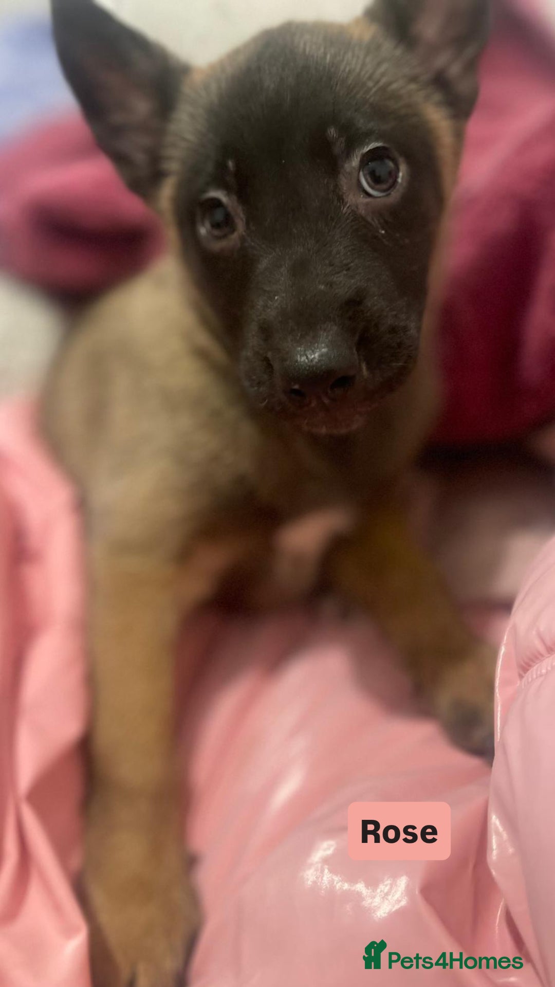 Mixed Breed dogs for sale: Beautiful Belgian Malinois x Husky Puppies. Essex - Advert 4