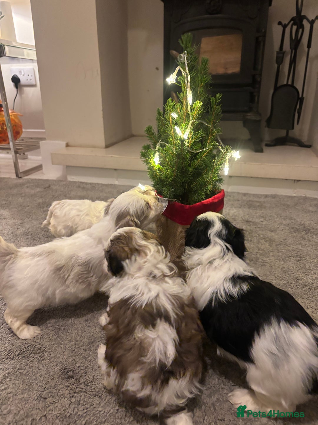 Shihpoo dogs for sale: Beautiful puppies Ready for their forever homes  - Advert 14