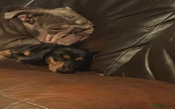 English Bulldog dogs for sale: BRITISH BULLDOG 2.5 years old. - Image 2