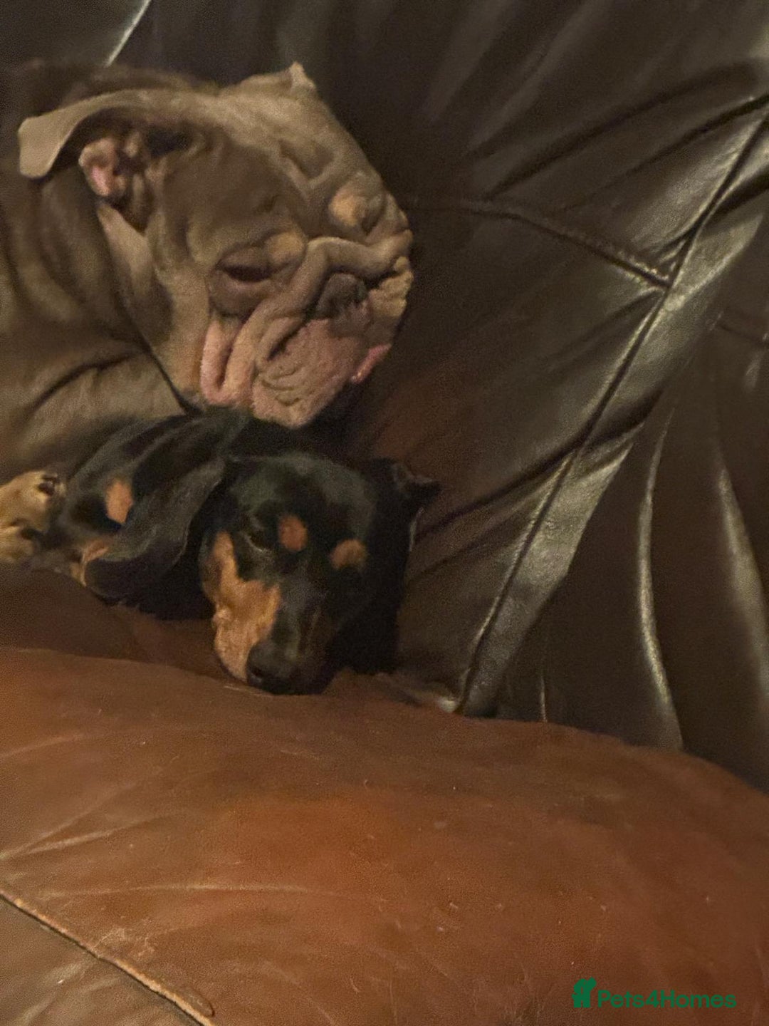 English Bulldog dogs for sale: BRITISH BULLDOG 2.5 years old. - Image 2