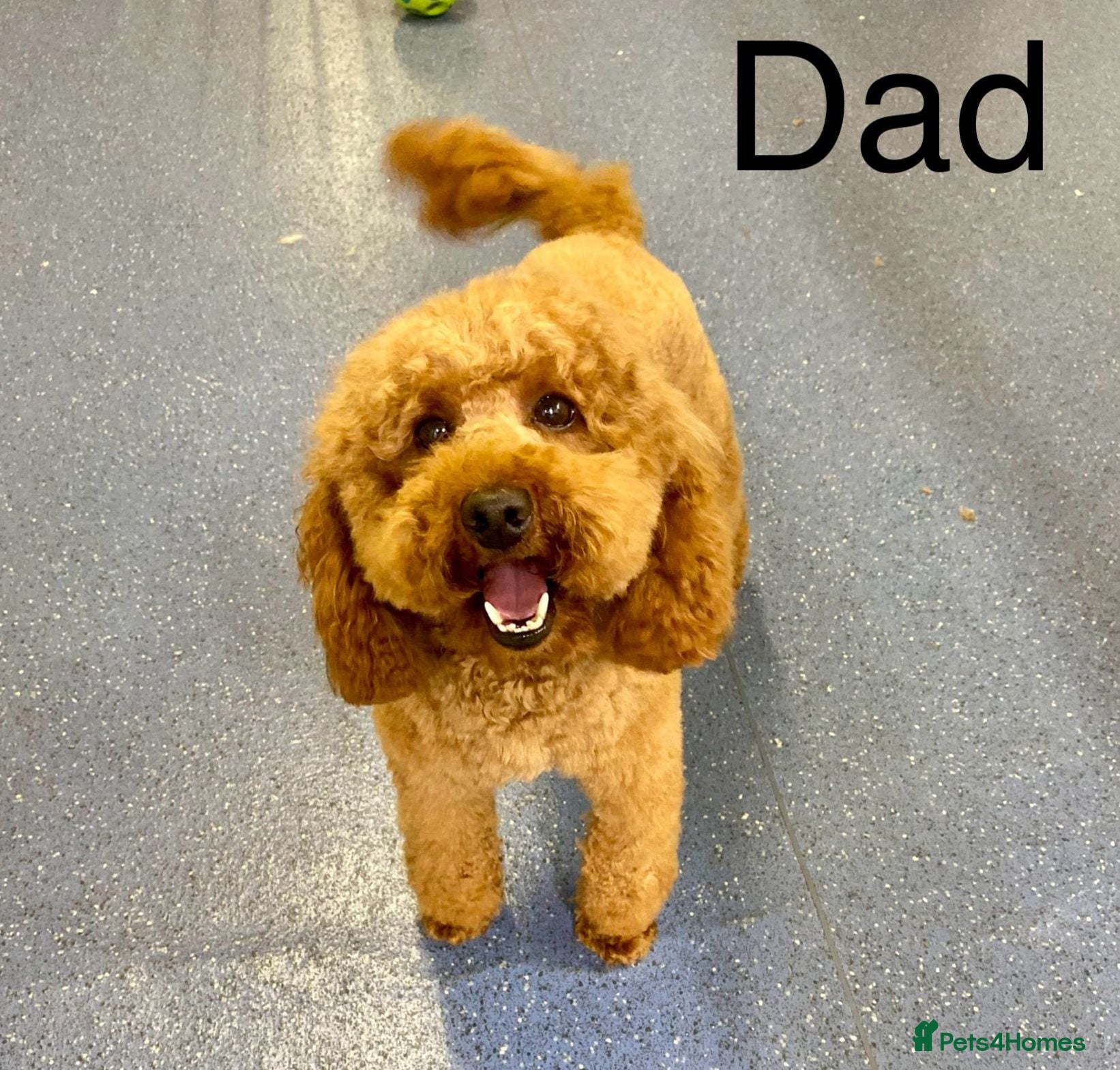 Cavapoo dogs for sale: OUTSTANDING CAVAPOO PUPPIES  - Advert 11