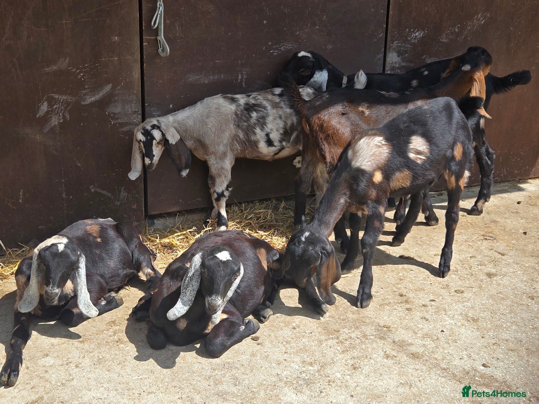 Goats livestock for sale: Pedigree Anglo Nubian Kids (disbudded) - Image 1