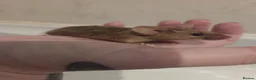 Mouse rodents for sale: Young female mice - Advert 3