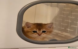 British Shorthair cats for sale: BSH BLUE AND BSH GOLD KITTENS Ready now! - Image 36