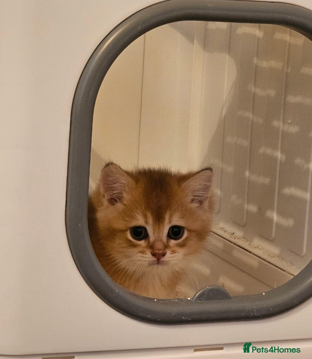 British Shorthair cats for sale: BSH BLUE AND BSH GOLD KITTENS Ready now! - Image 36