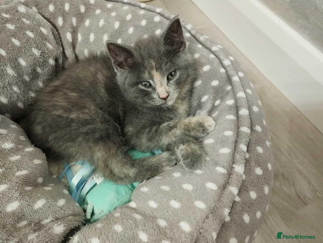 Mixed Breed cats for sale: Mix persian kittens - Image 10