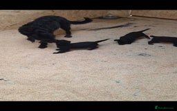 Labradoodle dogs for sale: Labradoodle puppies - Advert 2