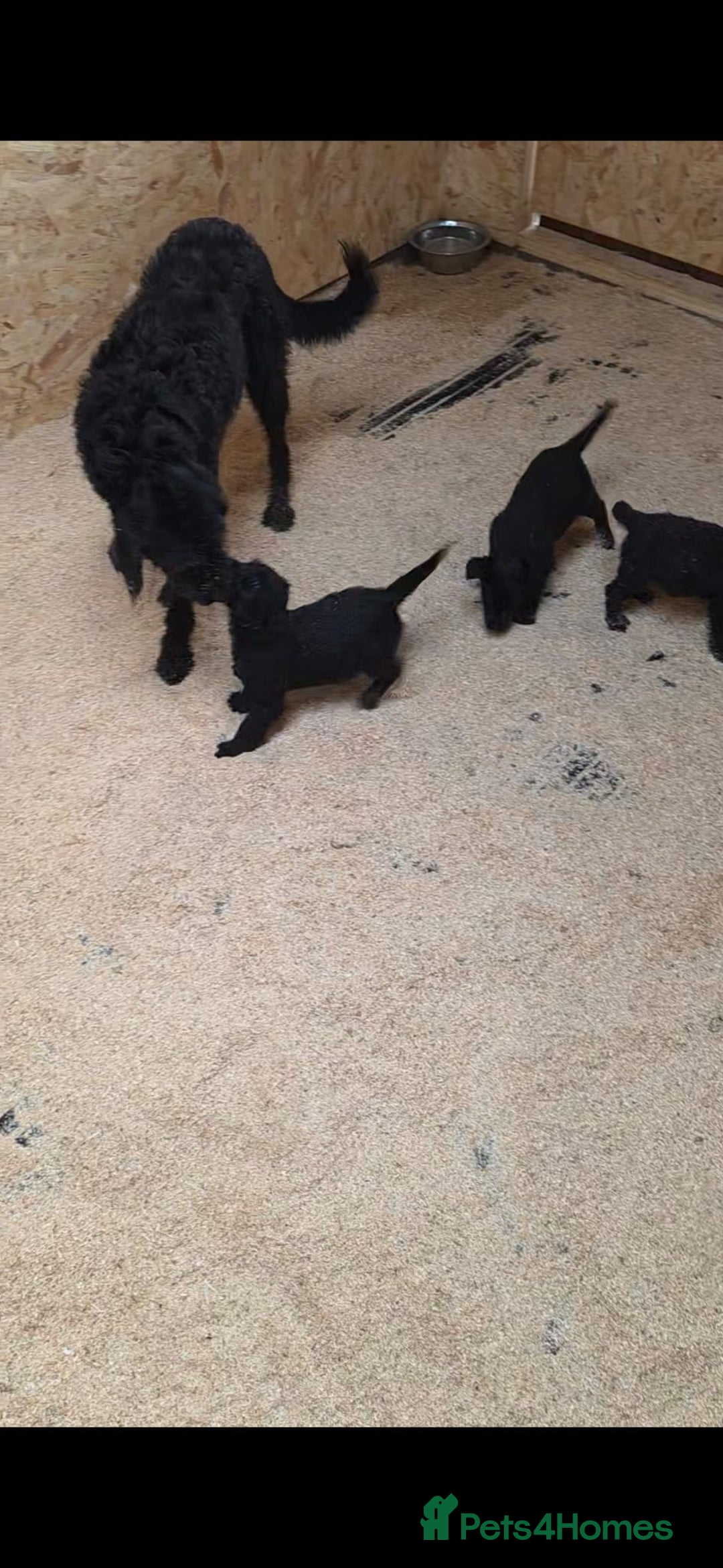 Labradoodle dogs for sale: Labradoodle puppies - Advert 2