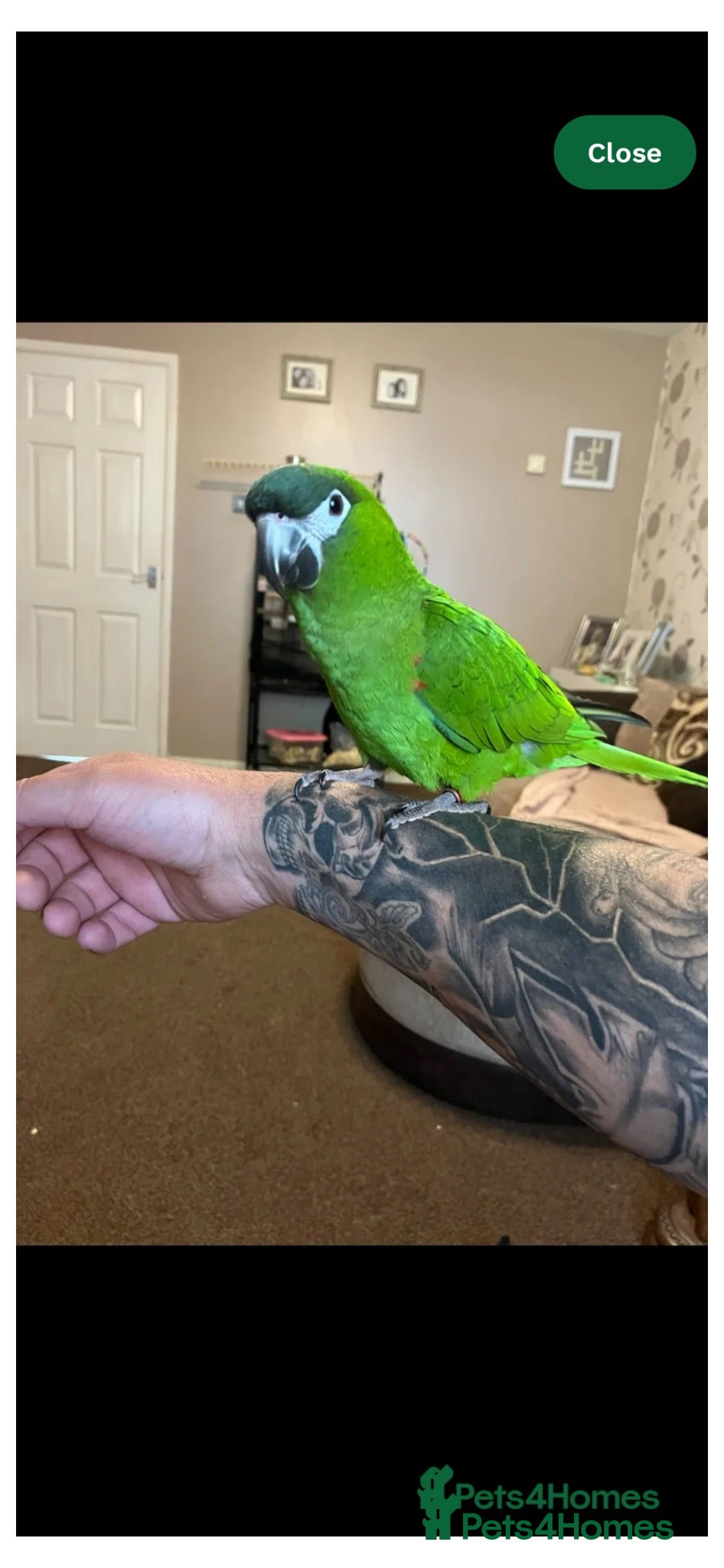 Parrots birds Madam - Advert 1