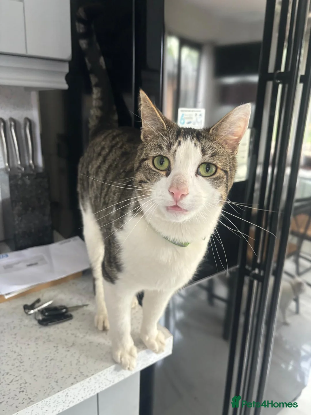 Mixed Breed cats for sale: BISCUIT  - Advert 4