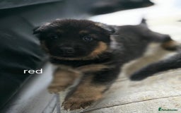 German Shepherd dogs for sale: German shepard pups - Image 3