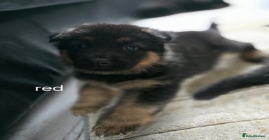 German Shepherd dogs - Advert 13
