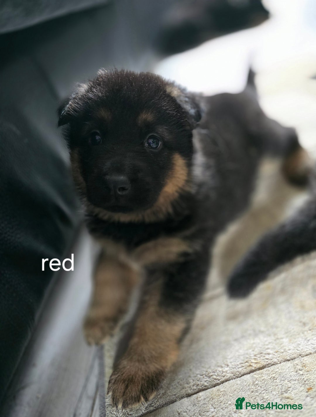 German Shepherd dogs for sale: German shepard pups - Image 3
