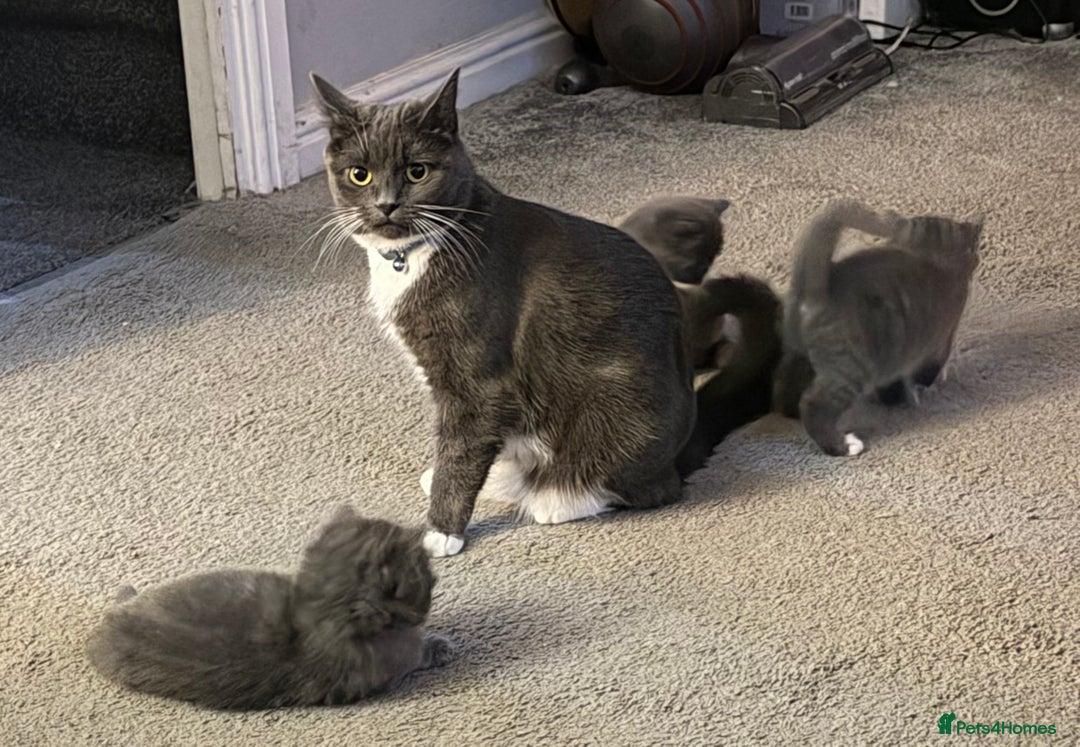 British Shorthair cats for sale: Two beautiful bi colour girls ready for new homes  - Advert 13