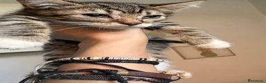 Tabby Boy