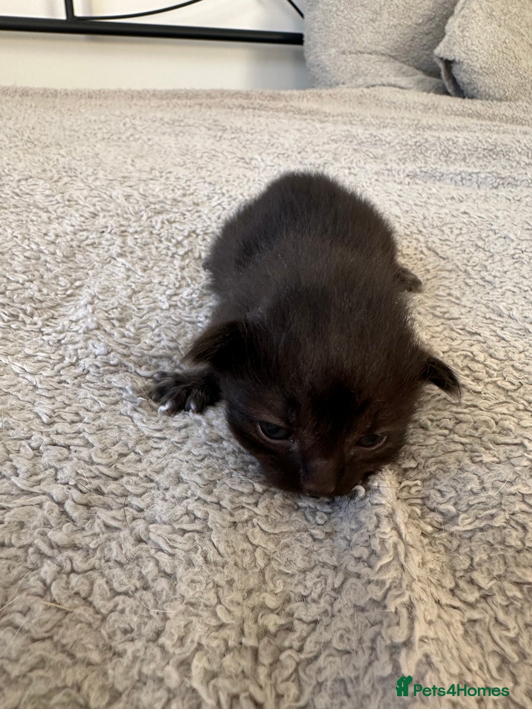 Ragdoll cats for sale: RAGDOLL X KITTENS  - Image 25