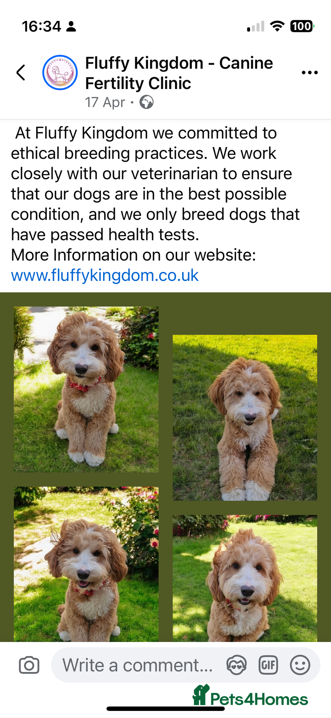 Australian Labradoodle dogs for sale: Gorgeous Australian Labradoodle Puppies  - Advert 32