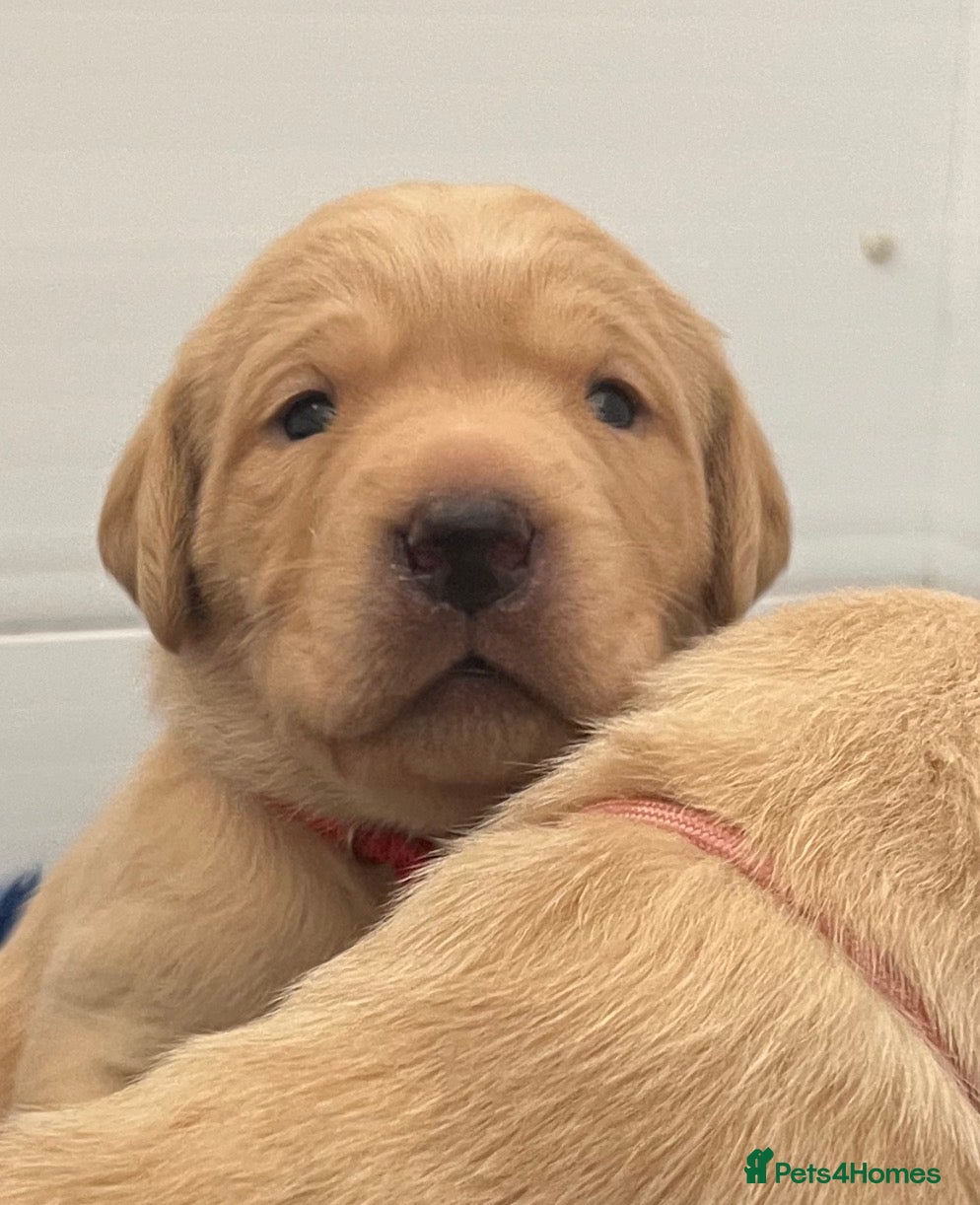 Labrador Retriever dogs Stunning KC Registered Champion line Puppies  - Advert 2