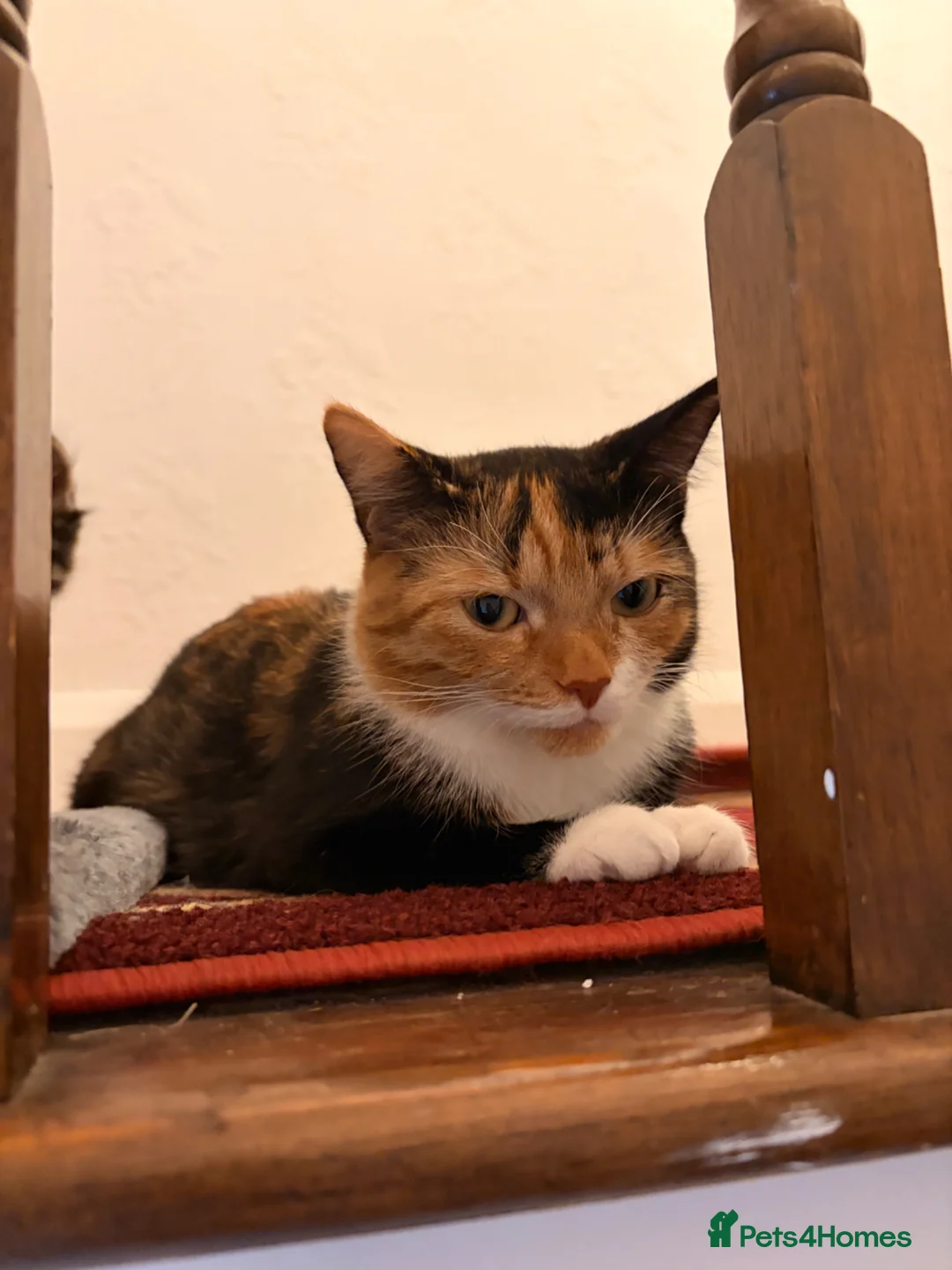 Mixed Breed cats for sale: Kitten for sale - Advert 10