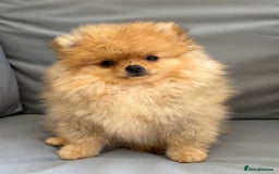 Pomeranian dogs for sale: The Super Sweet-Pea - Image 2