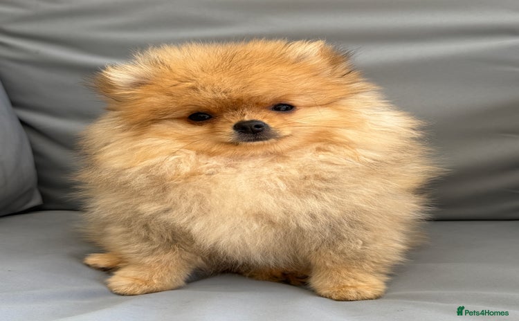 Pomeranian dogs - Advert 12