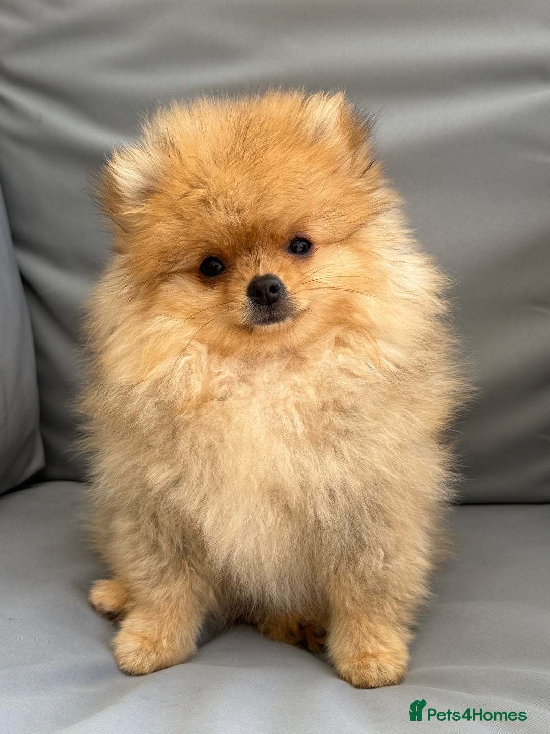 Pomeranian dogs for sale: The Super Sweet-Pea - Image 2