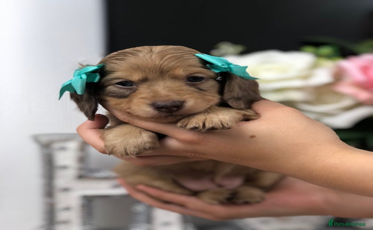 Miniature Dachshund dogs - Advert 3
