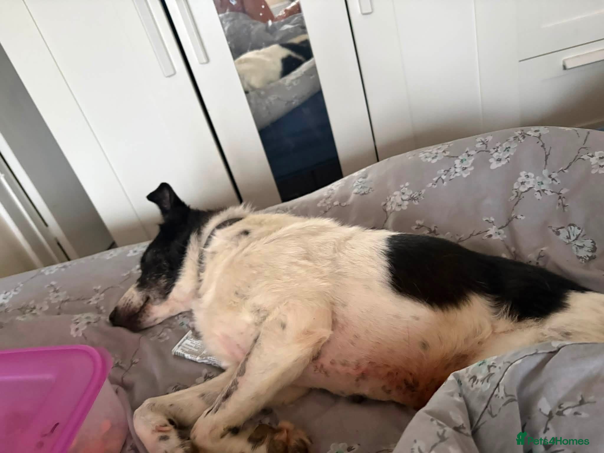 Mixed Breed dogs Lola - Norwich Norfolk  - Advert 1